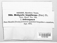 Bulgaria inquinans image